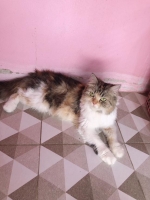 Cute Cat5