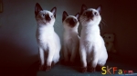 Cute Cat9