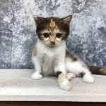 Cute Cat8