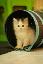 Cute Cat5