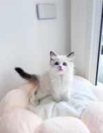 Cute Cat3
