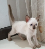 Cute Cat2