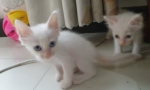 Cute Cat1