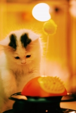 Cute Cat10