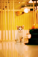 Cute Cat9