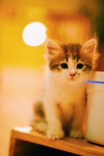 Cute Cat8