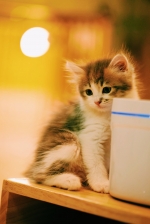 Cute Cat9