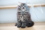 Cute Cat6