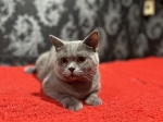 Cute Cat5