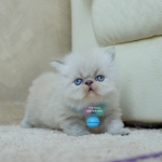 Cute Cat4