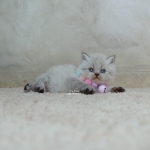 Cute Cat3