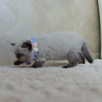 Cute Cat2