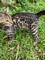 Cute Cat1