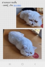 Cute Cat10