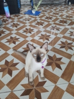 Cute Cat10