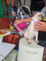 Cute Cat10