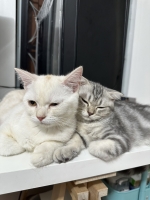 Cute Cat8