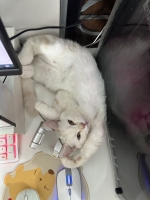 Cute Cat8