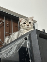 Cute Cat8