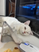 Cute Cat8