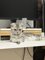 Cute Cat8