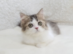 Cute Cat3