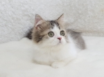 Cute Cat3