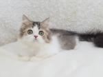 Cute Cat3