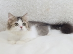 Cute Cat3