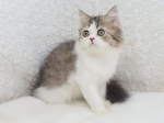 Cute Cat3