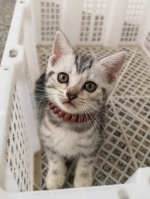 Cute Cat2