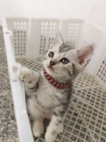 Cute Cat2
