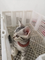 Cute Cat2