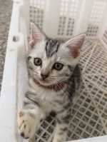Cute Cat2