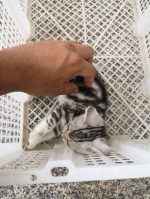 Cute Cat2