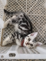 Cute Cat9