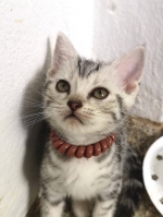 Cute Cat2