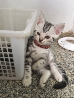 Cute Cat2