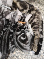 Cute Cat2