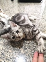 Cute Cat2