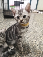 Cute Cat2