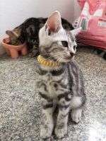 Cute Cat2
