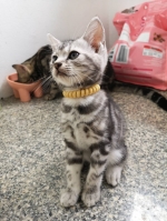 Cute Cat2