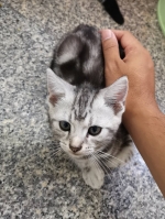 Cute Cat2