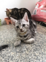 Cute Cat2