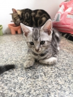 Cute Cat2