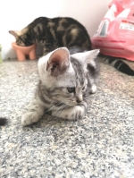 Cute Cat2
