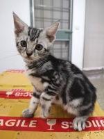 Cute Cat2
