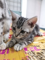 Cute Cat2