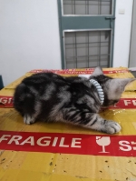 Cute Cat2